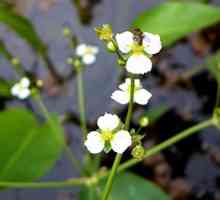 Alisma plantaginaceae: описание, използвани в народната медицина