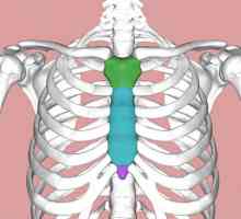 Форма на човека в гърдите. Форма на гърдите при деца