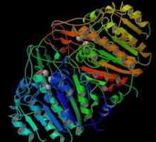 Алкална фосфатаза - важен ензим в човешкото тяло