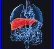 Къде е най-черния дроб при хората? Какви са неговите функции?