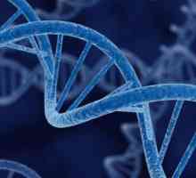 Gene, геном, хромозома: определение, структура, функция