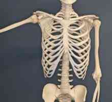 Какво кости образуват гръдния кош? Костите на човешкия гърдите
