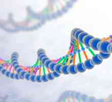 Класификация ген - структурна и функционална