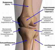 Колянната става на: сухожилия и наранявания, свързани с тях. Как за лечение на сухожилие на коляното