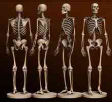 Bone човек. Анатомия: човешки костен. Човешкият скелет с името на костта
