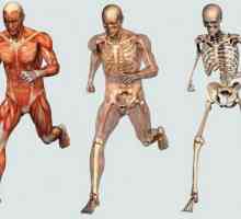 Bone като орган: структура, свойства, функции,