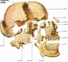 Череп кости: анатомия на човека
