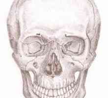 Човешки череп