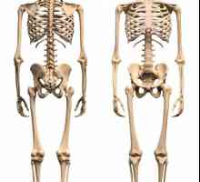 Човешки кости на долните крайници. Ставите на долните крайници на лице