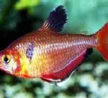 Чырвоная тэтра або мінор-рыбка: асаблівасці ўтрымання ў акварыуме