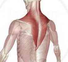 Трапецовиден мускул: структура и функция