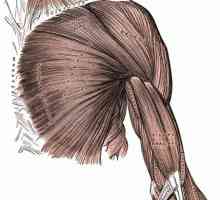 Мускулите на горните крайници на човека: структурата и функцията