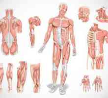 Мускули: видове мускулни, функция, предназначение