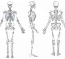 Мускулно-скелетната система: функция и структура. Развитието на опорно-двигателния апарат човешки