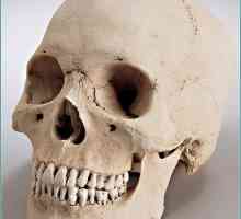 В основата на черепа. Какво кости формират основата на черепа