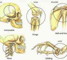 Основните видове кост човешка връзка: схемата и таблицата