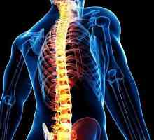 Гръбначният стълб на човек: структурата. Маточната разделяне гръбначния стълб