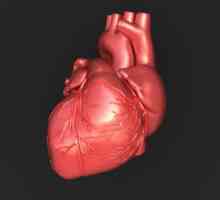 Сърдечна система проводимост: структура, функция и анатомични и физиологични функции