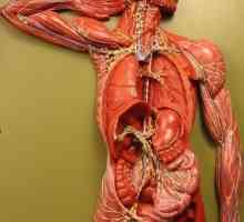 Местоположение на лимфни възли в човешкото тяло (в областта на шията, слабините и подмишниците)