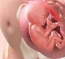 Нека разгледаме как детето диша в утробата