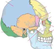 Етмоидален кост на черепа. Сдвоени и несвоен костите на черепа