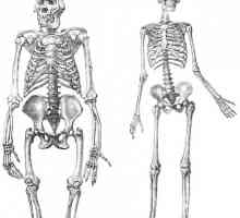 Скелет на по-ниска човек крайник: структура и функция