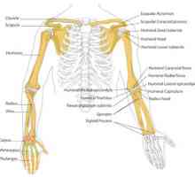Скелетът на човешка ръка: структурата. Човешки скелет на ръката