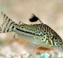 Сомик: радзіма рыбкі акварыумны