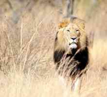 Сумяшчальнасць мужчыны-льва і жанчыны-вагаў ў жыцці і творчасці