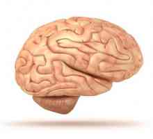 Структурата на човешкия мозък. Това в рамките на черепа?