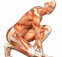 Структура и функция на човешкия мускул