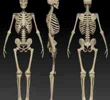 Структурата и функцията на човешкия скелет. Структурата на скелета
