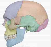 Топография и анатомия на черепа