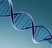 Структурата на ДНК се състои от ... химичен състав на ДНК