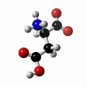 Аминокиселините - специални органични съединения
