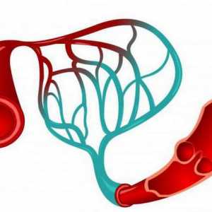 Каква е разликата артерии от вени: особености на структурата и функционирането на