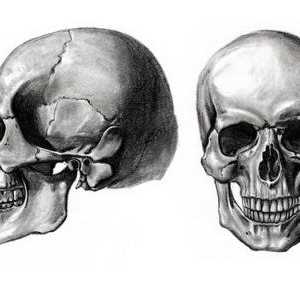 Череп: съединението на черепните кости. Видове черепните връзки