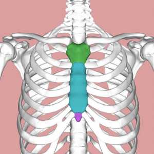Форма на човека в гърдите. Форма на гърдите при деца
