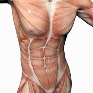 От мускулите на торса, са това, което мускулите? Мускулите на човешкото тяло