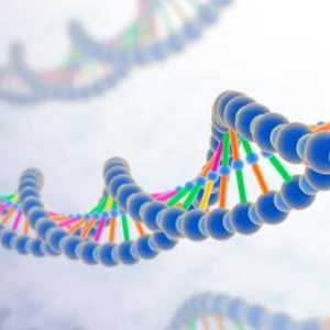 Класификация ген - структурна и функционална
