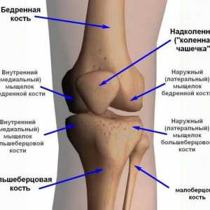 Колянната става на: сухожилия и наранявания, свързани с тях. Как за лечение на сухожилие на коляното