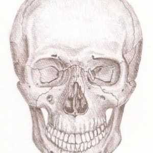 Човешки череп