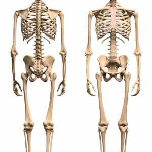 Човешки кости на долните крайници. Ставите на долните крайници на лице