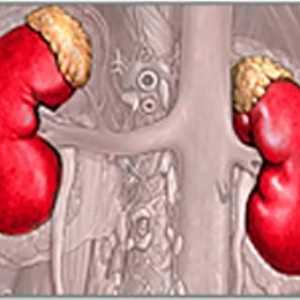 Тумор на надбъбречните жлези. Симптоми, причини, Видове