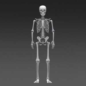 В основата на човешки скелети. скелет кости