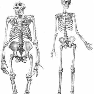 Скелет на по-ниска човек крайник: структура и функция