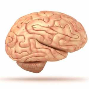 Структурата на човешкия мозък. Това в рамките на черепа?