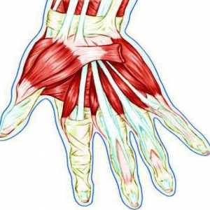 Сухожилията на ръката: анатомичната структура, възпаление и увреждане
