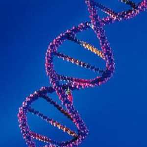 Взаимодействие nonallelic видове гени и форми